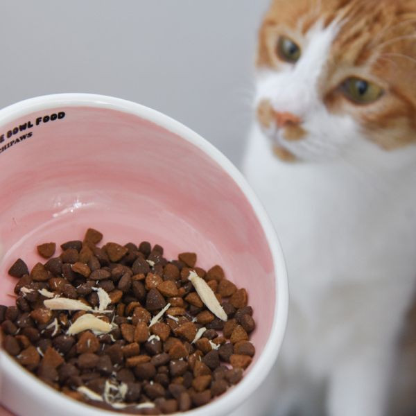 【主子用餐儀式感】奶油泡芙寵物陶瓷碗 寵物碗*顏色隨機* 
