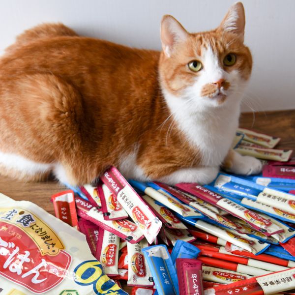 *限量20包 CIAO 乳酸菌 綜合營養主食功效肉泥60入 