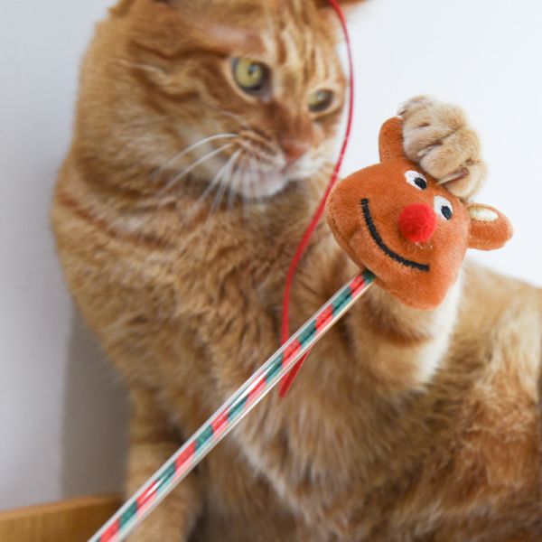 【主子聖誕禮物】聖誕限定逗貓棒 *全館滿額隨機送一支* 聖誕限定送完為止 