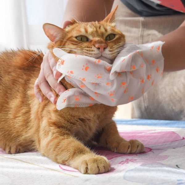 【嚕貓輕鬆洗】KOJIMA免洗手套6片装 