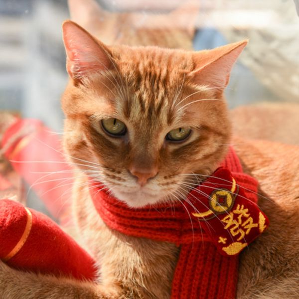 【萌寵新年限定】寵物新年針織圍巾 