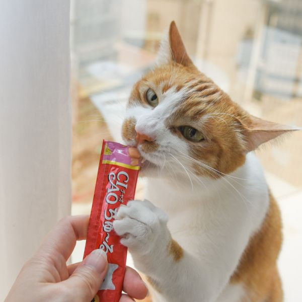 【活動贈品】CIAO啾嚕貓肉泥桶 50入 