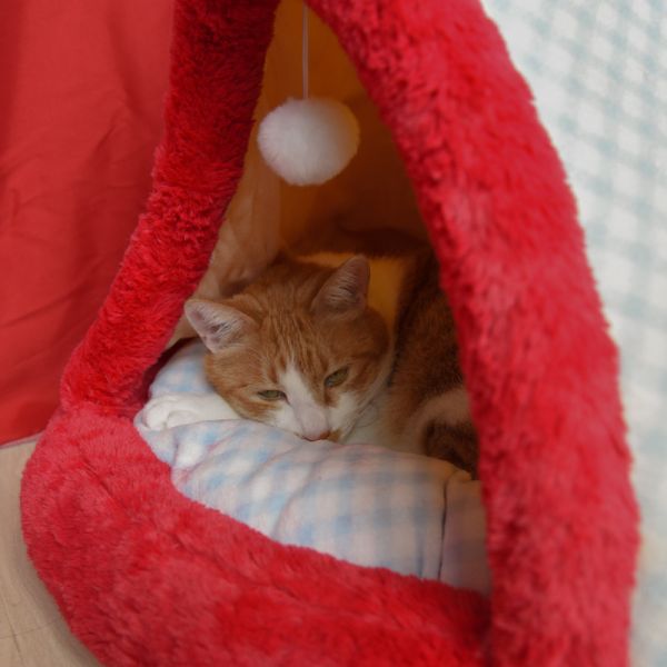 【四季都好眠】蘋果樹帳篷寵物貓窩 