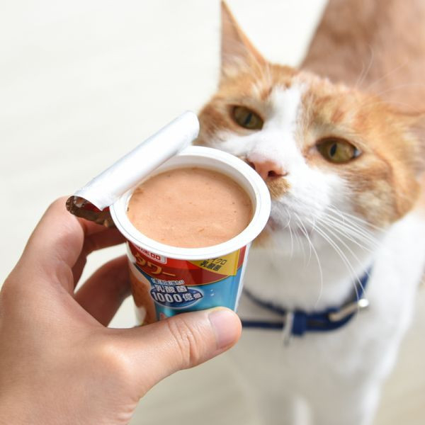 日本CIAO肉泥杯 布丁杯 原22個
新增288個