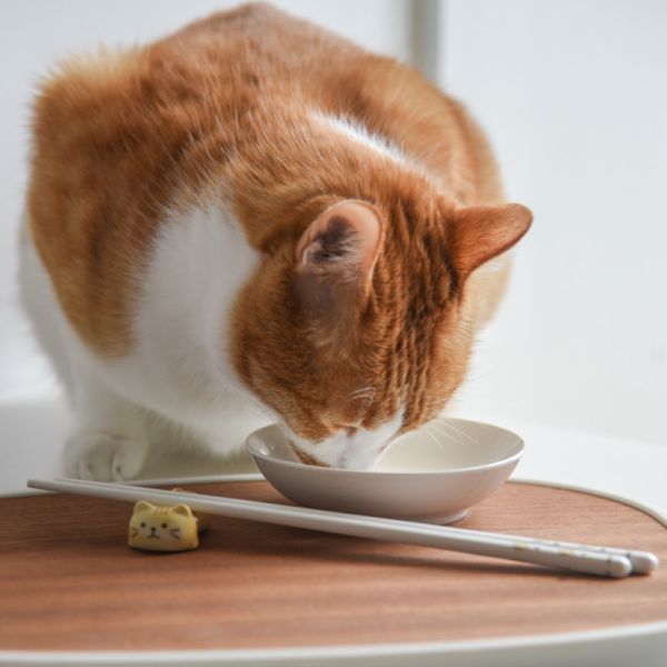 【餐餐都要儀式感】日式陶瓷貓咪環保筷架組 