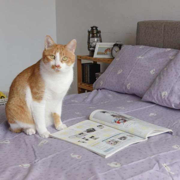 【一年四季好好睡】純棉喵喵系列床包三件套組 共三款 