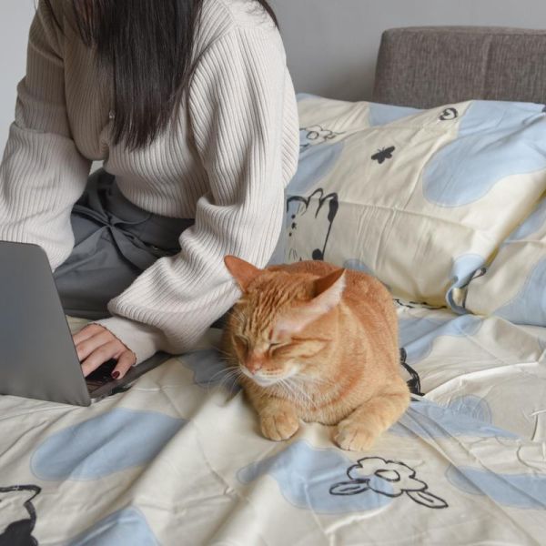 【一年四季好好睡】純棉喵喵系列床包三件套組 共三款 