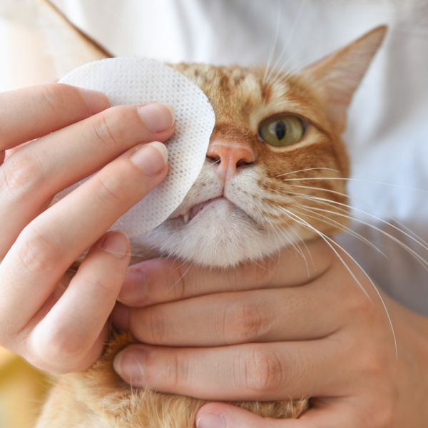 【簡單一擦貓兒眼亮】Kojima寵物眼部濕巾 