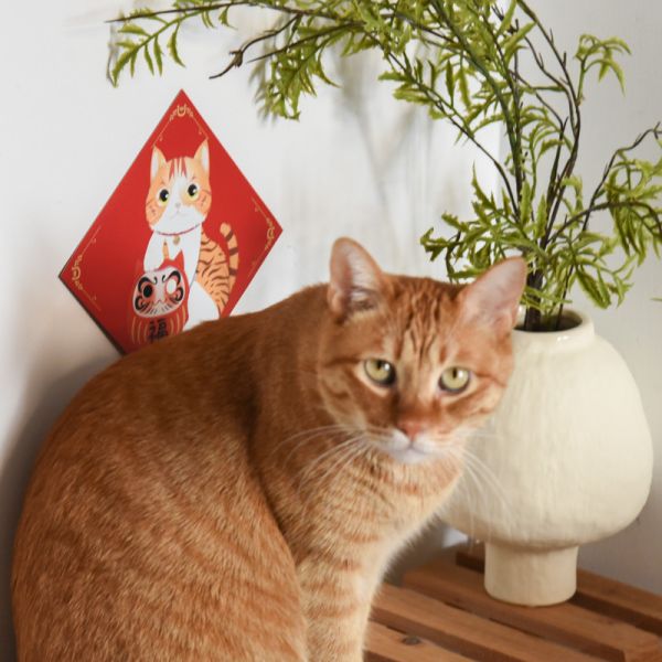 *限量30組售完不補【好運帶回家】貓樂園獨家設計貓貓達摩磁性春聯 