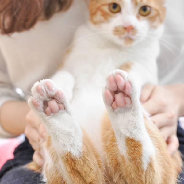 【限時三天快閃優惠】ParkCat 安心剃▪美掌機【貓貓也要剃毛毛】全面升級!四合一剃毛器-獨家製作 (犬貓通用) 剃毛器,寵物剃毛器,剃腳掌毛,貓毛,狗毛,電剪,散熱,雜毛