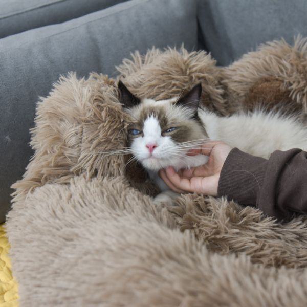 【軟到融化】雲朵絨貓掌寵物貓窩 