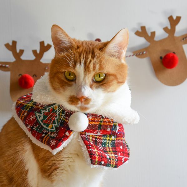 【主子聖誕限定】主子聖誕小披風 *全館滿額隨機送一套* 數量有限送完為止 