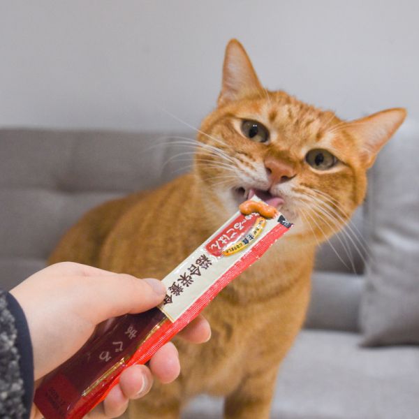 *限量20包 CIAO 乳酸菌 綜合營養主食功效肉泥60入 