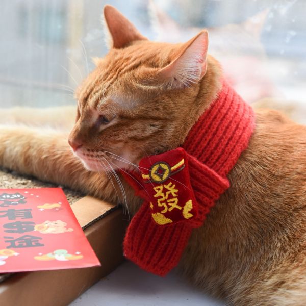 【萌寵新年限定】寵物新年針織圍巾 