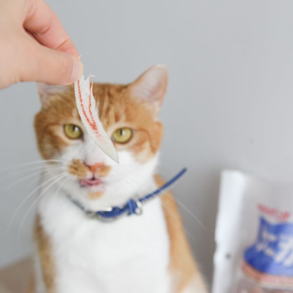 【就愛吃螃蟹】藤澤蟹肉絲 