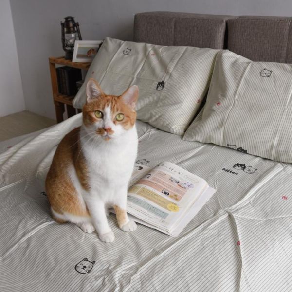 【一年四季好好睡】純棉喵喵系列床包三件套組 共三款 