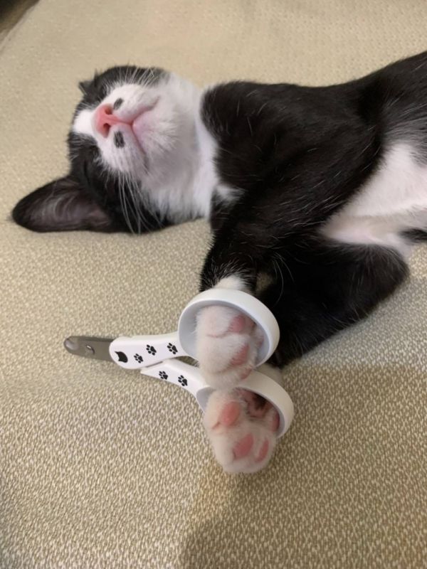 貓壹指甲剪 