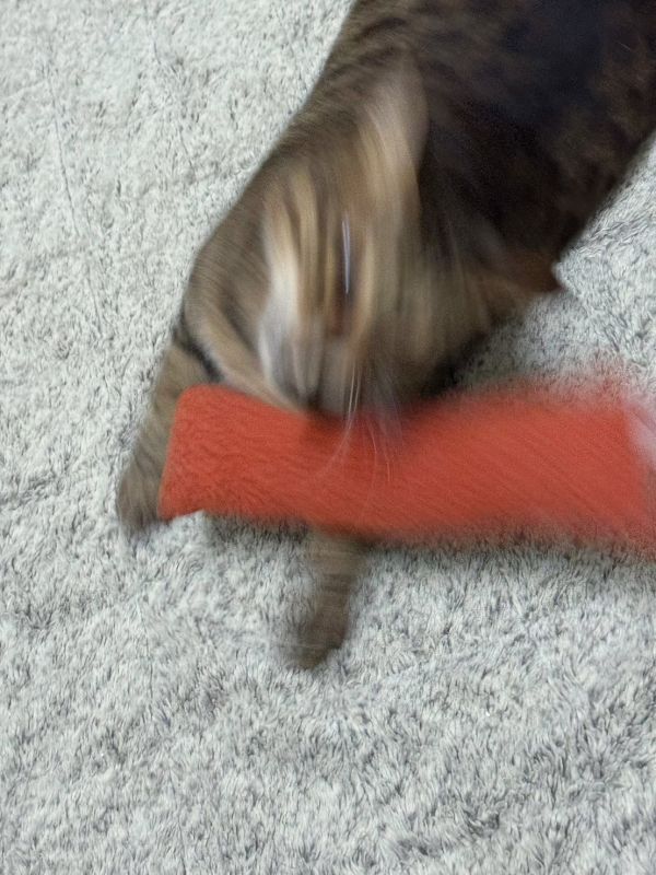 Okamoomoo 歐卡牛牛-貓草包系列 