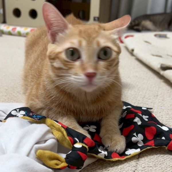 Okamoomoo歐卡牛牛-貓草包part2 