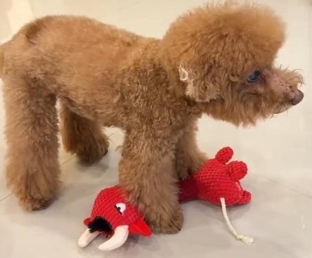 長脖子動物有聲寵物玩具 寵物玩具
互動
拔河
丟接
啾啾叫！
獨特「玉米粒立體織紋」全面滿足啃咬欲,
長條身形超好抓握
是毛孩最愛的紓壓好夥伴