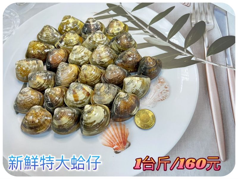 新鮮特大蛤蜊 