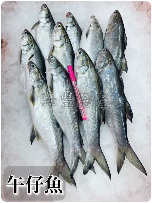 台灣午仔魚 