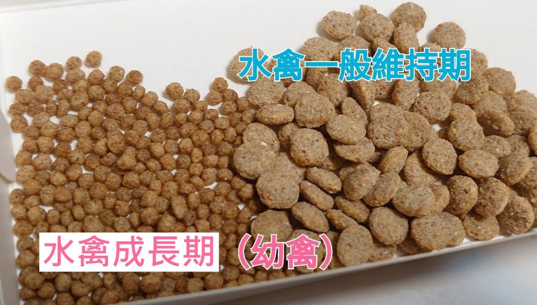 爾娥小姐.美眉/★瑪滋力5642-水禽專用飼料維持期( 天鵝飼料.鵝飼料.鴨飼料.柯爾鴨) 分裝包 瑪滋力