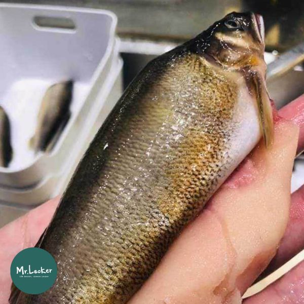 宜蘭巨無霸抱卵母香魚 抱卵母香魚