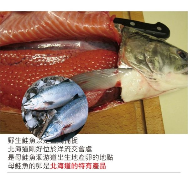 北海道-笹谷商店''秋鮭魚卵(3特)'' 鮭魚卵