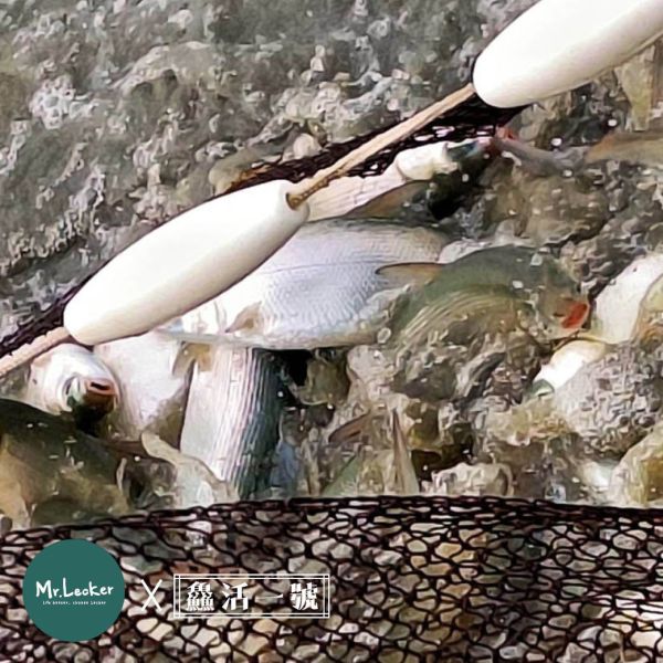 虱目魚 虱目魚