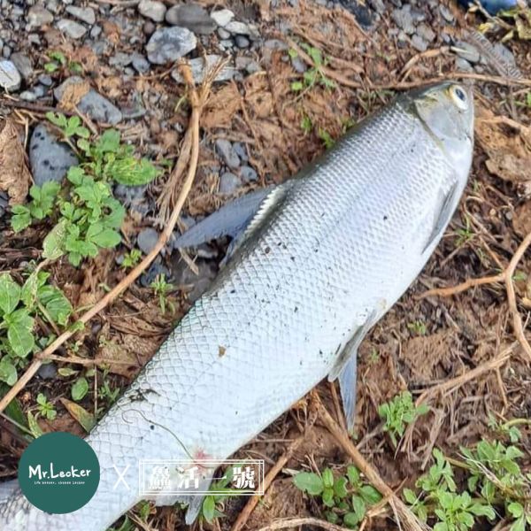 虱目魚 虱目魚