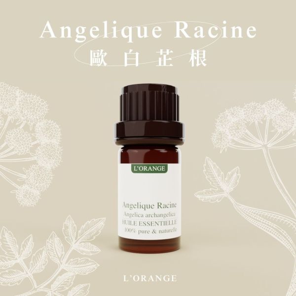 歐白芷根精油 