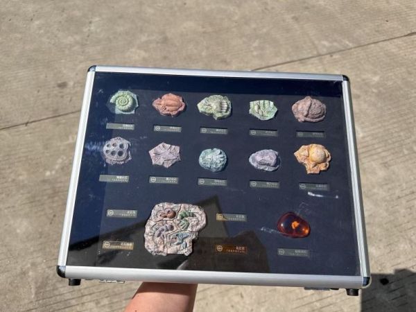 【預購】百景屋 化石套組 寶可夢 心蹤,shinzou,GK,雕像,公仔,玩具,模型,一番賞,GK模型,GK雕像