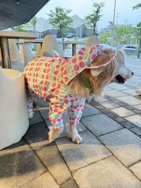 訂製狗狗雨衣全包型 狗狗雨衣 客製化 訂製狗雨衣 合身狗雨衣 各種狗型 經驗豐富 小至約克夏大至巨型貴賓
