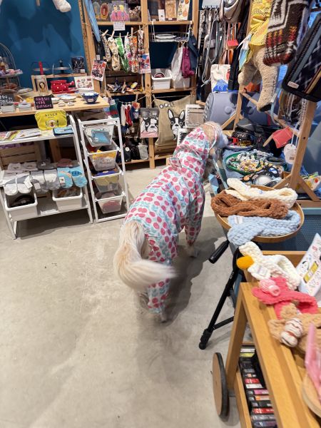 訂製狗狗雨衣全包型 狗狗雨衣 客製化 訂製狗雨衣 合身狗雨衣 各種狗型 經驗豐富 小至約克夏大至巨型貴賓