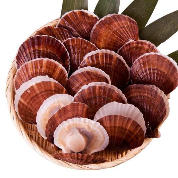 Japanese Scallop 