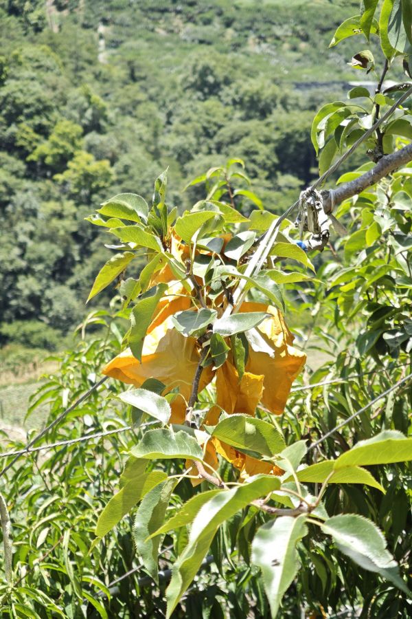 箱裝-梨山馥梨 梨山馥梨 香甜多汁 皮薄 連皮可吃 蘋果梨