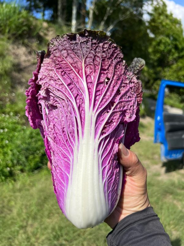 綜合蔬菜箱(5/6-5/8限定) 