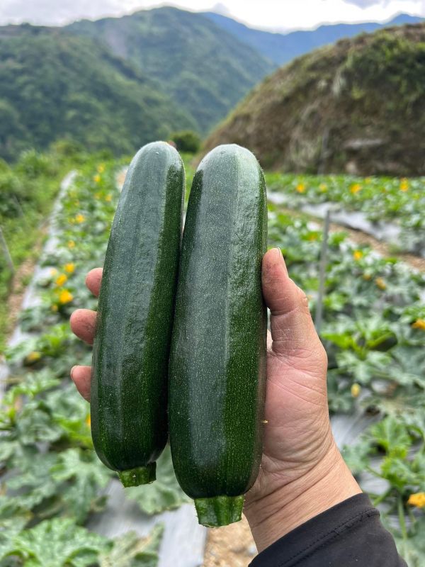 綜合蔬菜箱(5/6-5/8限定) 