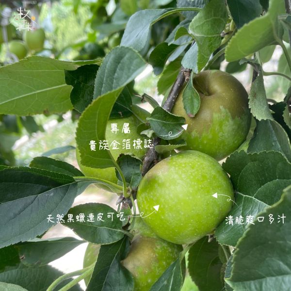 梨山青龍蘋果 梨山青龍蘋果