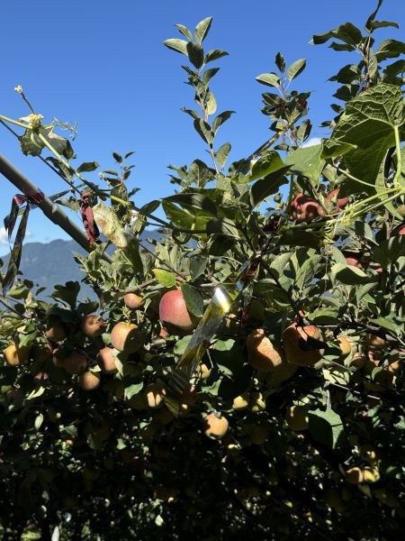 福壽山蜜蘋果-10斤裝 梨山蜜蘋果 脆甜可口 連皮可吃 新鮮現採 產地直送 福壽山蜜蘋果