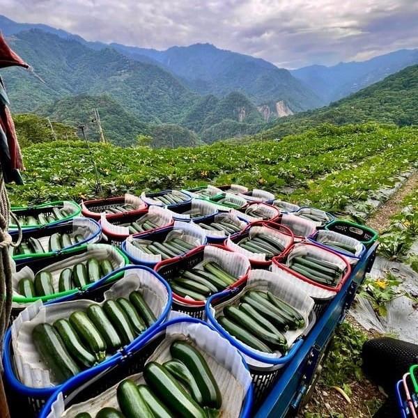 高山有機櫛瓜（超規、微瑕疵） 有機櫛瓜,櫛瓜,高山櫛瓜,高山有機櫛瓜,櫛瓜哪裡買,小農櫛瓜,櫛瓜箱,西葫蘆,節瓜