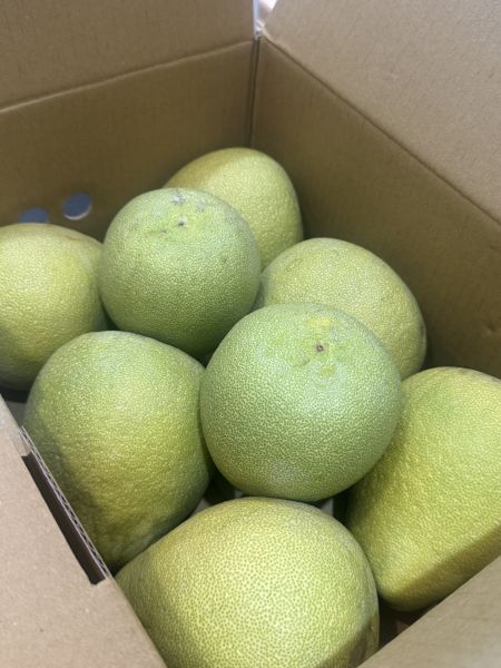 中秋送禮-麻豆外銷版文旦 文旦 多汁口感細膩 自然農法 麻豆文旦