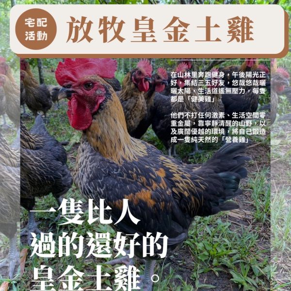 放牧皇金土雞 放牧 皇金土雞