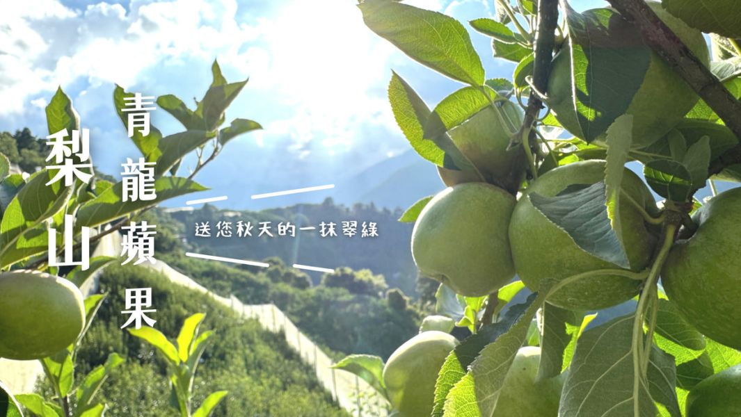 梨山青龍蘋果 梨山青龍蘋果