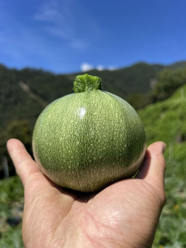 高山有機圓櫛瓜(限量) 有機櫛瓜,櫛瓜,圓櫛瓜,高山櫛瓜,高山有機櫛瓜,櫛瓜哪裡買,小農櫛瓜,櫛瓜箱,西葫蘆,節瓜