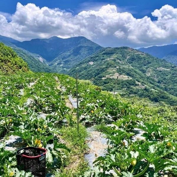 高山有機櫛瓜（超規、微瑕疵） 有機櫛瓜,櫛瓜,高山櫛瓜,高山有機櫛瓜,櫛瓜哪裡買,小農櫛瓜,櫛瓜箱,西葫蘆,節瓜