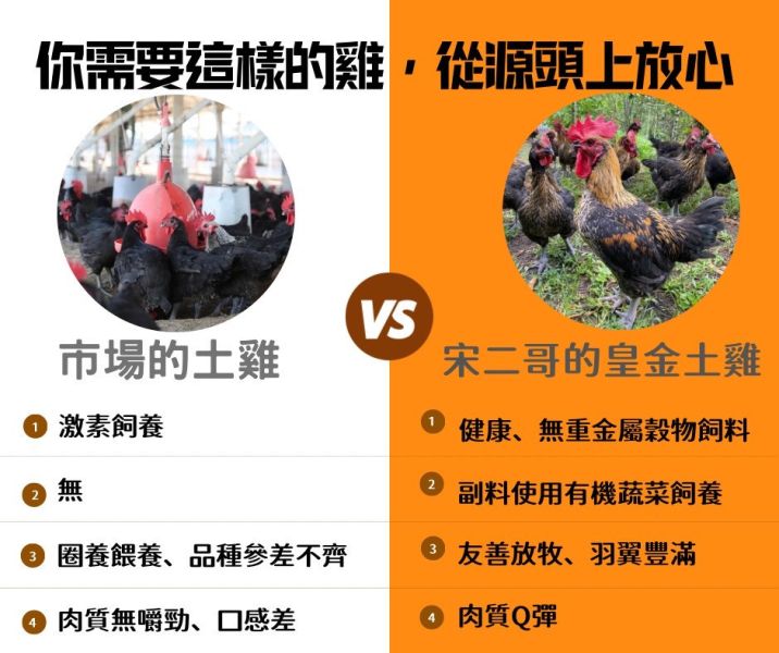 放牧皇金土雞 放牧 皇金土雞