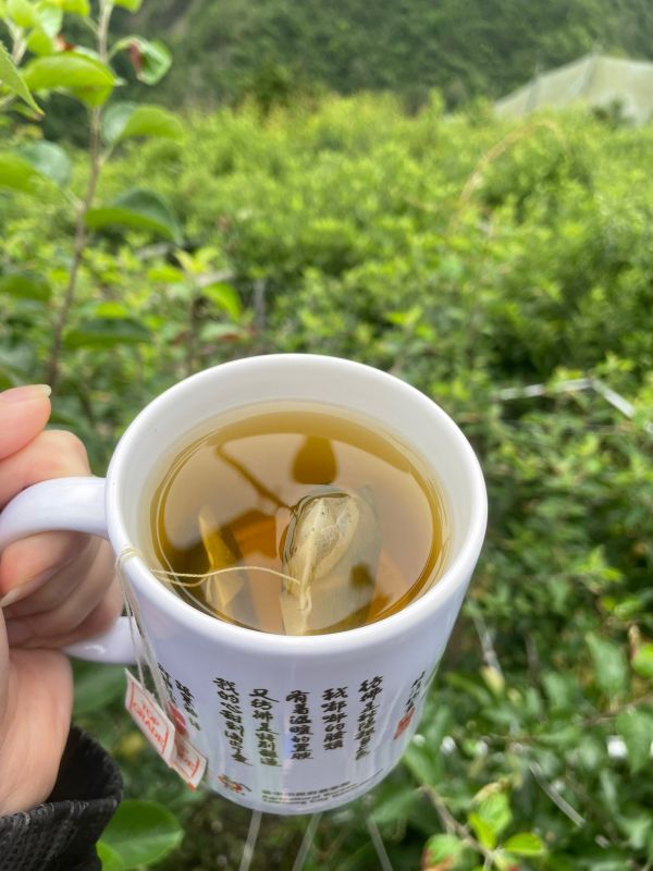 梨山茶包30入 