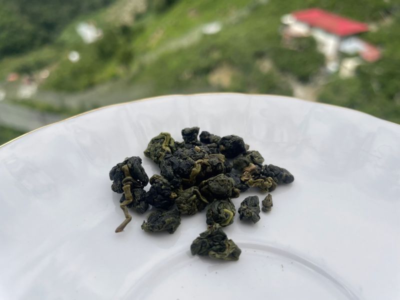 梨山春茶 